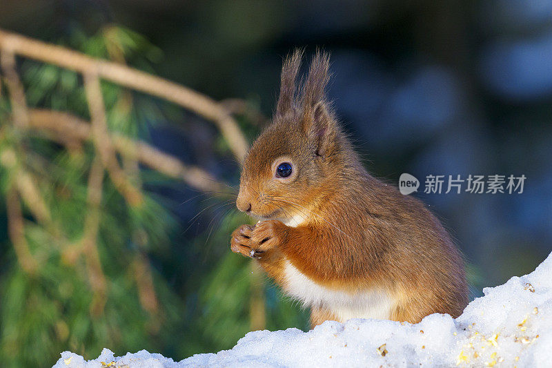 红松鼠(Sciurus vulgaris)，苏格兰